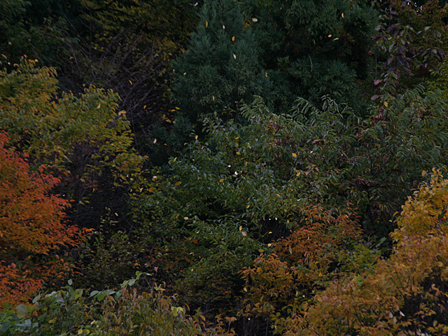 mb_1105091809.jpg 640×480 229K