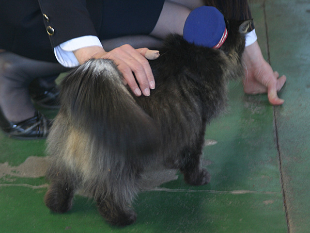 ass_nuko.jpg 640×480 112K