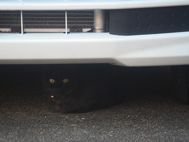 blacknuko.jpg 640×480 108K