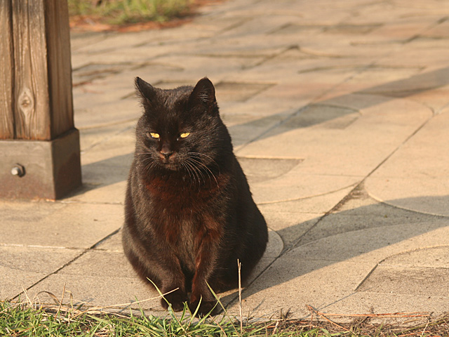 blacknuko3.jpg 640×480 150K