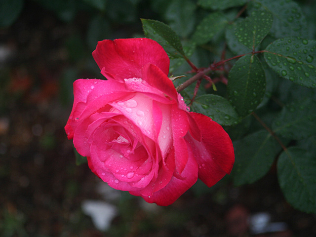 kama.jpg 640×480 106K