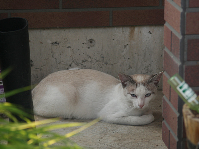 oji_nuko.jpg 640×480 110K