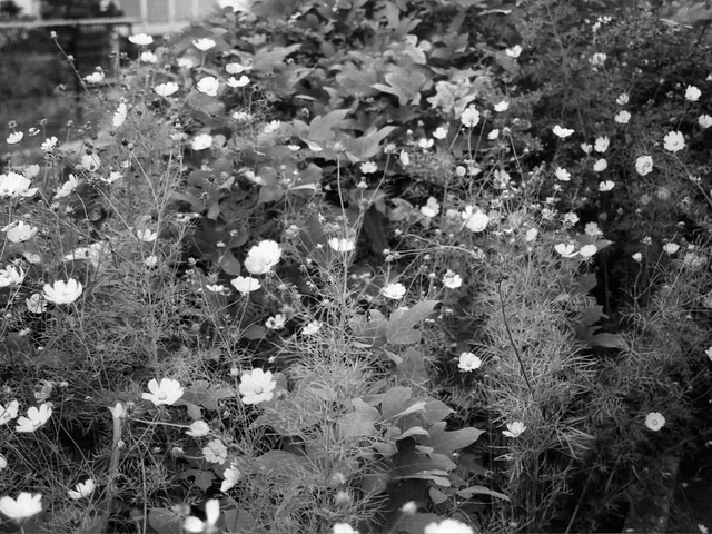 mono_3.jpg 640×480 170K