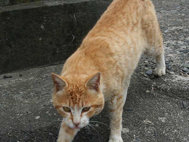 yotsun.jpg 640×480 167K