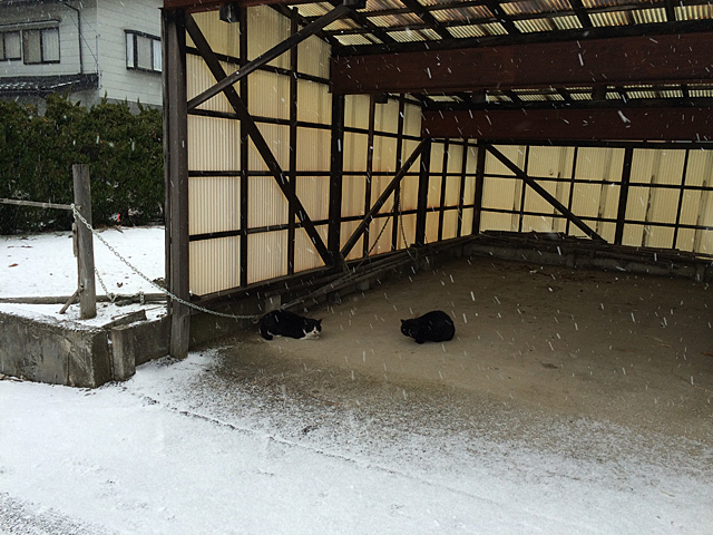 a3nuko.jpg 640×480 172K